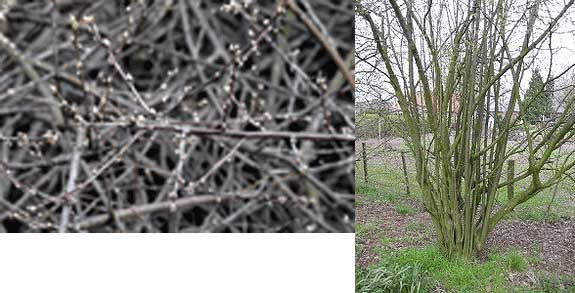 Euroopan tuhkapensas